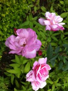 pink rose pickford